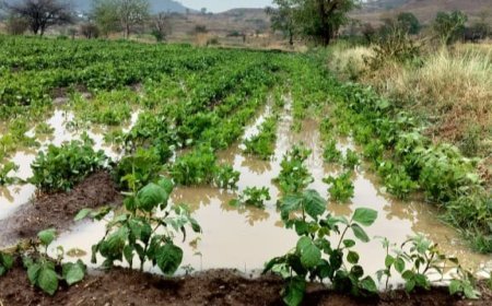 खेडमध्ये अवकाळी पावसाचा तडाखा; चिखलगाव परिसरातील पिकांचे मोठे नुकसान, शेतकरी संकटात