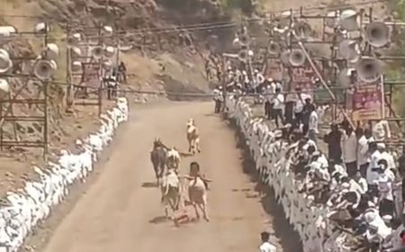 सामाजिक | चिंबळी येथे काळभैरवनाथ उत्सव उत्साहात; बैलगाडा शर्यती, कुस्ती स्पर्धा रंगल्या