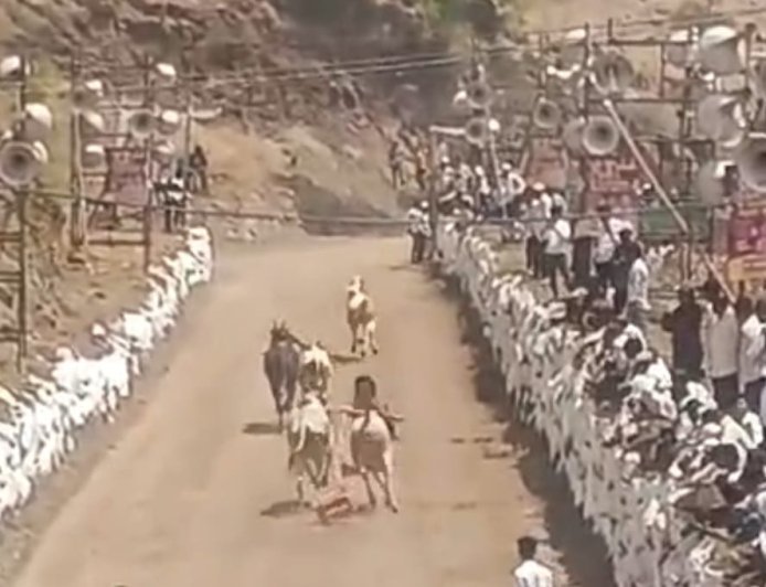 सामाजिक | चिंबळी येथे काळभैरवनाथ उत्सव उत्साहात; बैलगाडा शर्यती, कुस्ती स्पर्धा रंगल्या