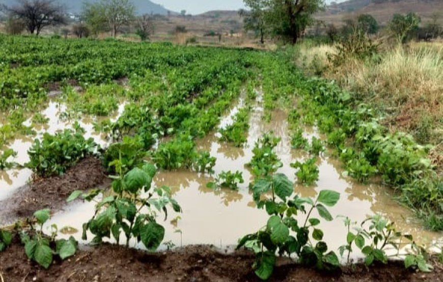 खेडमध्ये अवकाळी पावसाचा तडाखा; चिखलगाव परिसरातील पिकांचे मोठे नुकसान, शेतकरी संकटात