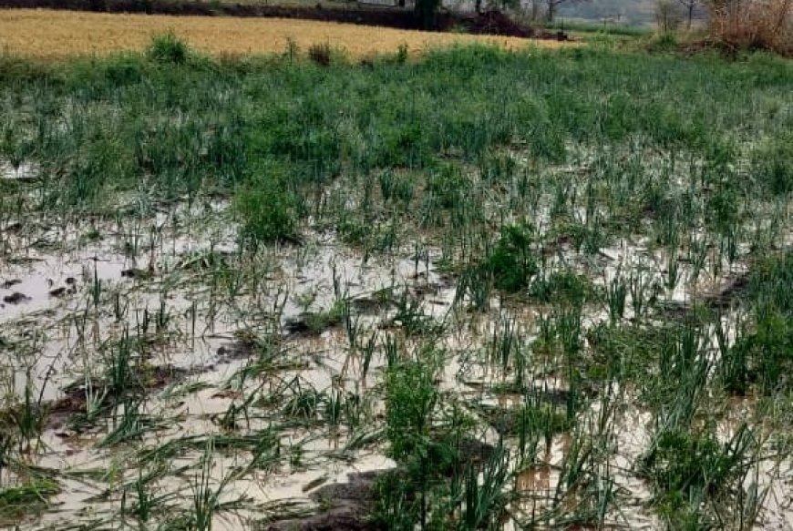 खेडमध्ये अवकाळी पावसाचा तडाखा; चिखलगाव परिसरातील पिकांचे मोठे नुकसान, शेतकरी संकटात
