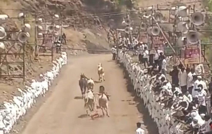 सामाजिक | चिंबळी येथे काळभैरवनाथ उत्सव उत्साहात; बैलगाडा शर्यती, कुस्ती स्पर्धा रंगल्या